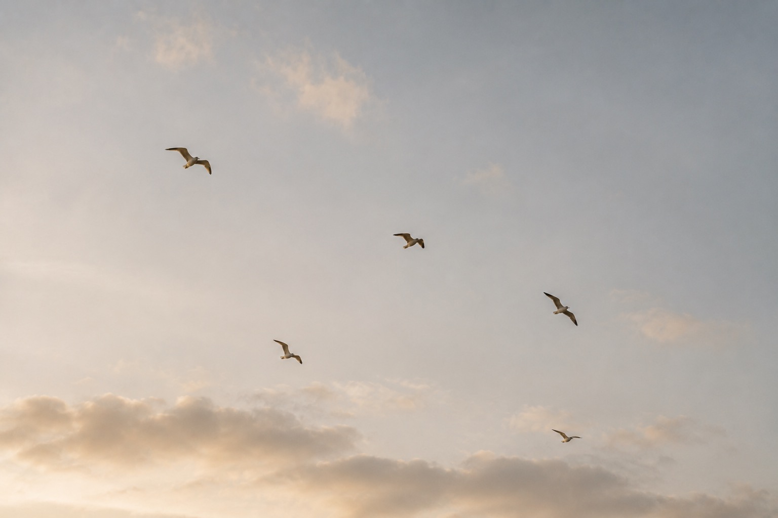 Måger, der flyver frit i en blød aftenhimmel